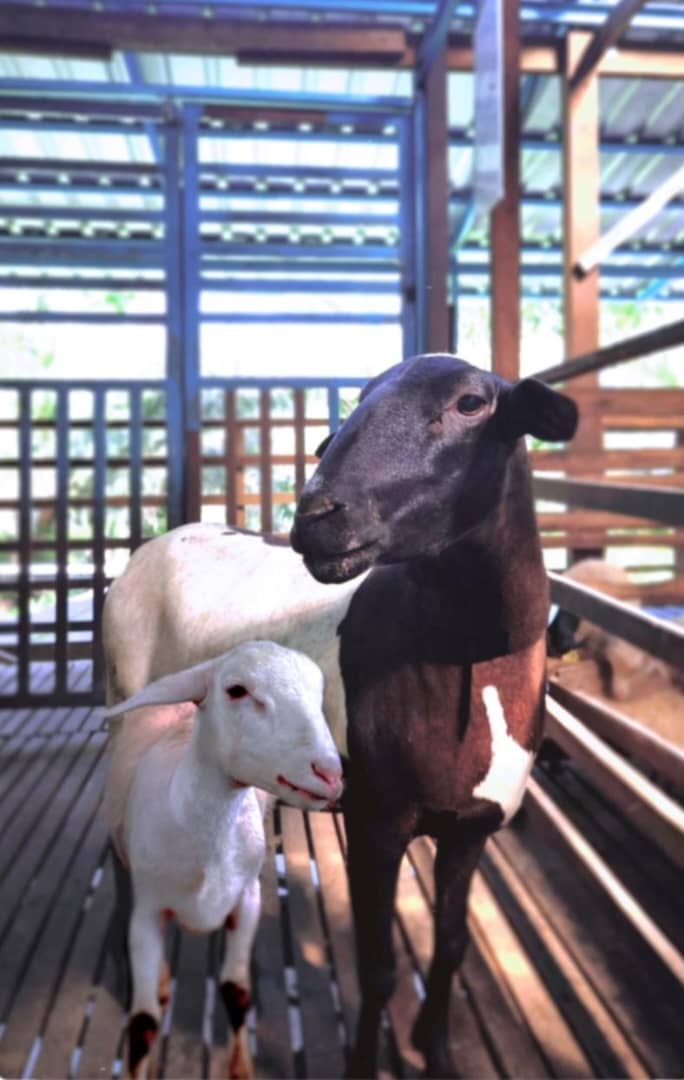 Kami Uruskan Segala Penjagaan